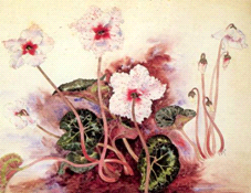 Этюд Цикламены. Эмиль Галле