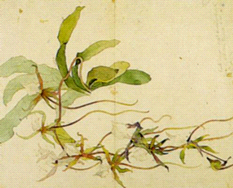 Этюд цветов. Эмиль Галле